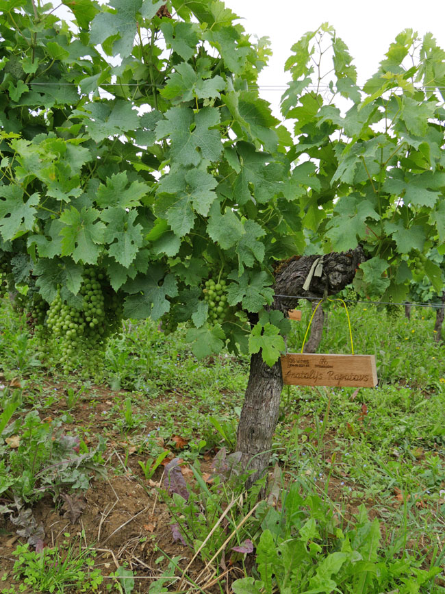 Виноградник на урожай